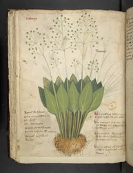 Erbario, Belluno