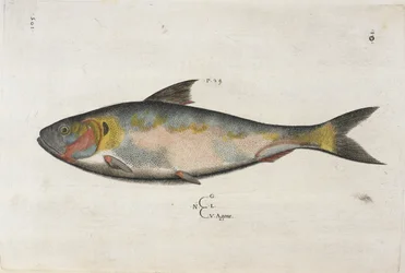 Agone, illustrazione da 