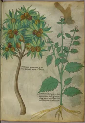 Illustrazione botanica