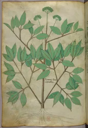 Illustrazione botanica, 1440 circa (inchiostro e colore su pergamena)