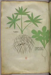 Illustrazione botanica, 1440 circa (inchiostro e colore su pergamena)