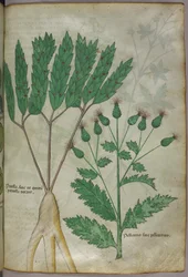 Illustrazione botanica, 1440 circa (inchiostro e colore su pergamena)