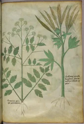 Illustrazione botanica, 1440 circa (inchiostro e colore su pergamena)