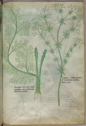 Illustrazione botanica, 1440 circa (inchiostro e colore su pergamena)