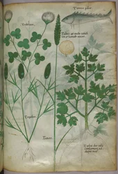 Illustrazione botanica, 1440 circa (inchiostro e colore su pergamena)