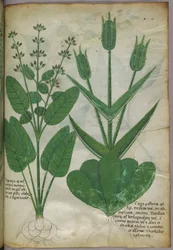 Illustrazione botanica, 1440 circa (inchiostro e colore su pergamena)