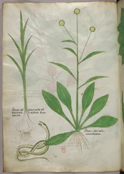 Illustrazione botanica, 1440 circa (inchiostro e colore su pergamena)