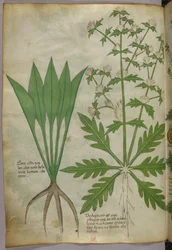 Illustrazione botanica, 1440 circa (inchiostro e colore su pergamena)