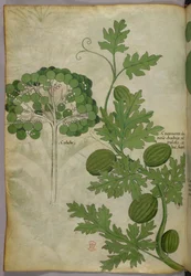 Illustrazione botanica, 1440 circa (inchiostro e colore su pergamena)