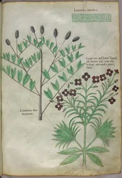 Illustrazione botanica, 1440 circa (inchiostro e colore su pergamena)