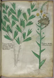Illustrazione botanica, 1440 circa (inchiostro e colore su pergamena)