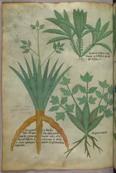 Illustrazione botanica, 1440 circa (inchiostro e colore su pergamena)