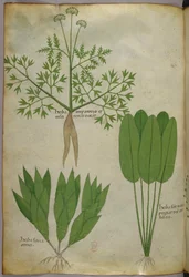Illustrazione botanica, 1440 circa (inchiostro e colore su pergamena)