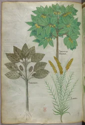 Illustrazione botanica, 1440 circa (inchiostro e colore su pergamena)
