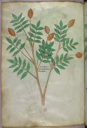 Illustrazione botanica, 1440 circa (inchiostro e colore su pergamena)