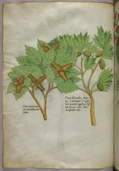 Illustrazione botanica, 1440 circa (inchiostro e colore su pergamena)