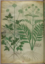 Illustrazione botanica, 1440 circa (inchiostro e colore su pergamena)