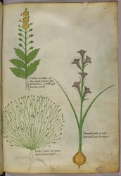 Illustrazione botanica, 1440 circa (inchiostro e colore su pergamena)