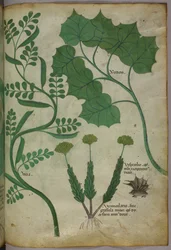 Illustrazione botanica, 1440 circa (inchiostro e colore su pergamena)