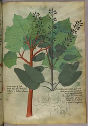 Illustrazione botanica, 1440 circa (inchiostro e colore su pergamena)