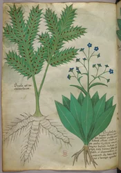 Illustrazione botanica, 1440 circa (inchiostro e colore su pergamena)