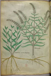 Illustrazione botanica, 1440 circa (inchiostro e colore su pergamena)