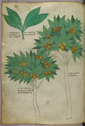 Illustrazione botanica, 1440 circa (inchiostro e colore su pergamena)