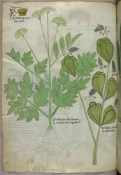 Illustrazione botanica, 1440 circa (inchiostro e colore su pergamena)
