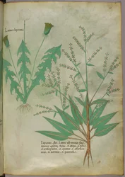 Illustrazione botanica, 1440 circa (inchiostro e colore su pergamena)