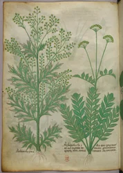 Illustrazione botanica, 1440 circa (inchiostro e colore su pergamena)