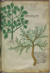 Illustrazione botanica, 1440 circa (inchiostro e colore su pergamena)
