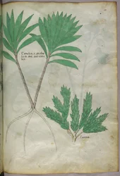 Illustrazione botanica, 1440 circa (inchiostro e colore su pergamena)