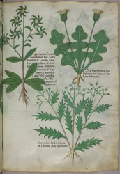 Illustrazione botanica, 1440 circa (inchiostro e colore su pergamena)
