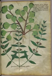 Illustrazione botanica, 1440 circa (inchiostro e colore su pergamena)