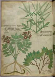 Illustrazione botanica, 1440 circa (inchiostro e colore su pergamena)