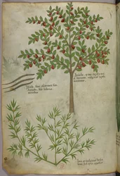 Illustrazione botanica, 1440 circa (inchiostro e colore su pergamena)
