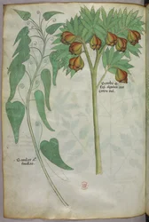 Illustrazione botanica, 1440 circa (inchiostro e colore su pergamena)