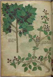 Illustrazione botanica, 1440 circa (inchiostro e colore su pergamena)