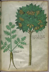 Illustrazione botanica, 1440 circa (inchiostro e colore su pergamena)