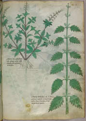 Illustrazione botanica, 1440 circa (inchiostro e colore su pergamena)