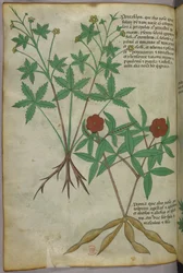 Illustrazione botanica, 1440 circa (inchiostro e colore su pergamena)
