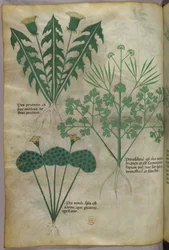 Illustrazione botanica, 1440 circa (inchiostro e colore su pergamena)