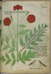 Illustrazione botanica, 1440 circa (inchiostro e colore su pergamena)
