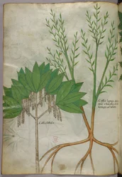 Illustrazione botanica, 1440 circa (inchiostro e colore su pergamena)