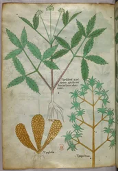 Illustrazione botanica, 1440 circa (inchiostro e colore su pergamena)