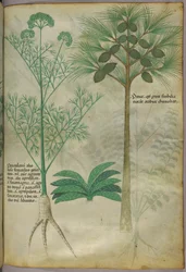Illustrazione botanica, 1440 circa (inchiostro e colore su pergamena)