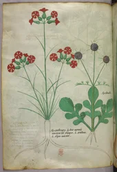 Illustrazione botanica, 1440 circa (inchiostro e colore su pergamena)