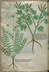 Illustrazione botanica, 1440 circa (inchiostro e colore su pergamena)