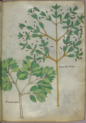 Illustrazione botanica, 1440 circa (inchiostro e colore su pergamena)