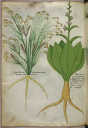 Illustrazione botanica, 1440 circa (inchiostro e colore su pergamena)
